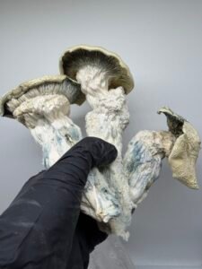 Albino Trinity Mushroom Strain