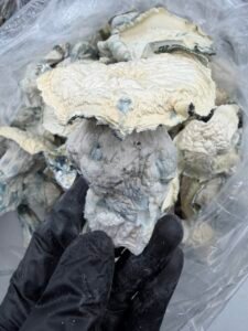 Albino Bluey Vuitton x Iceberg mushroom