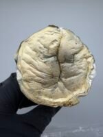 Albino Treasure Coast x Yeti Shrooms