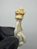 Blue Storm Mushroom Strain