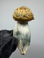 Bluey Vuitton Mushroom Strain