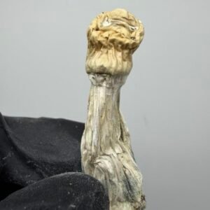 Blue Storm Mushroom Strain