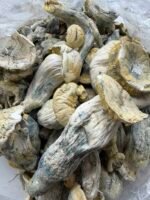 Albino Treasure Coast x Yeti Shrooms