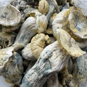 Albino Treasure Coast x Yeti Shrooms