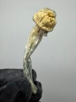 Blue Storm Mushroom Strain