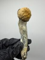 Bluey Vuitton Mushroom Strain