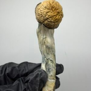 Bluey Vuitton Mushroom Strain