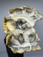 Midnight Trinity Mushroom Strain