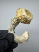 Albino Jedi Mind Fuck mushroom