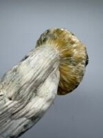 Albino Treasure Coast x Yeti Shrooms