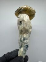 Albino Treasure Coast x Yeti Shrooms