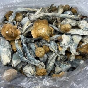 Bluey Vuitton Mushroom Strain