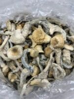 Albino Jedi Min Fuck mushroom strain