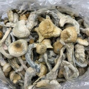 Albino Jedi Min Fuck mushroom strain