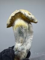 Albino Treasure Coast x Yeti Shrooms