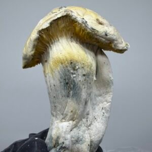 Albino Treasure Coast x Yeti Shrooms