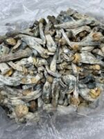 Blue Storm Mushroom Strain