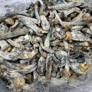 Blue Storm Mushroom Strain