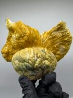 Midnight Trinity Mushroom Strain