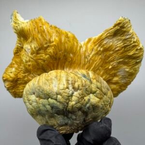Midnight Trinity Mushroom Strain
