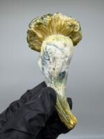 Midnight Trinity Mushroom Strain