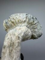 Jack Frost Mushroom Strain