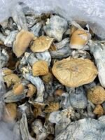 DC MELMAC Mushroom Strain