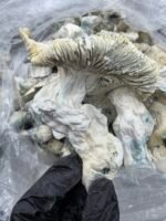 Albino Bluey Vuitton x Iceberg mushroom