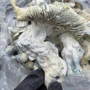 Albino Bluey Vuitton x Iceberg mushroom