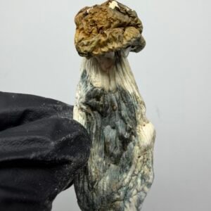 penis Envy x Vader Mushroom