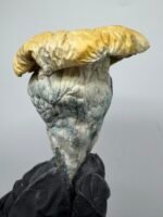 iceberg mushroom strain