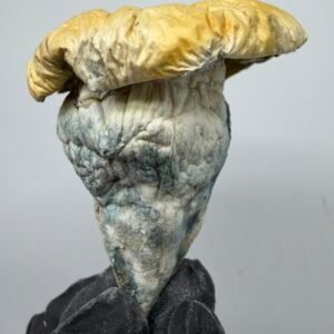 iceberg mushroom strain