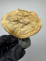 DC MELMAC Mushroom Strain