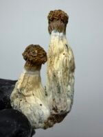 penis Envy x Vader Mushroom