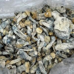 iceberg mushroom strain