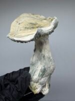 jack frost mushroom strain