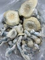 Albino Trinity Mushroom Strain