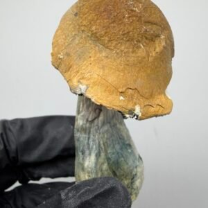 DC MELMAC Mushroom Strain