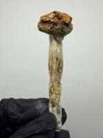 penis Envy x Vader Mushroom