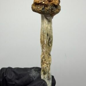 penis Envy x Vader Mushroom