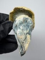 iceberg mushroom strain