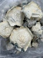 Albino Bluey Vuitton x Iceberg mushroom