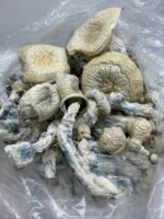Albino Trinity Mushroom Strain