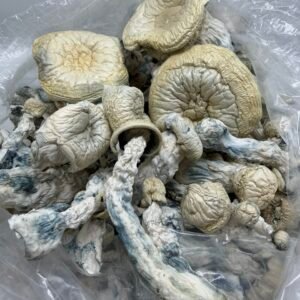 Albino Trinity Mushroom Strain
