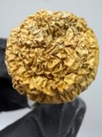 iceberg mushroom strain