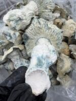 Albino Bluey Vuitton x Iceberg mushroom