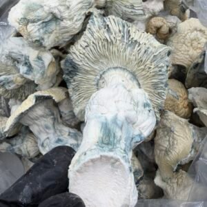 Albino Bluey Vuitton x Iceberg mushroom