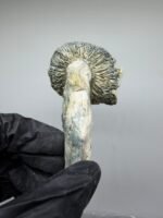 jack frost mushroom strain