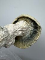 Albino Trinity Mushroom Strain