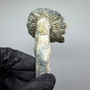 jack frost mushroom strain